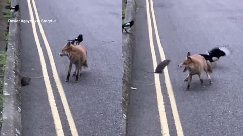 Nehéz eldönteni, hogy a róka, a patkány vagy az emberek félnek jobban ezen a videón