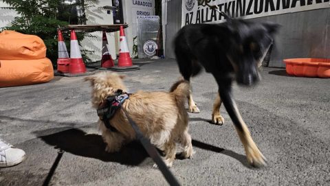 Felforrósodott autóból mentettek kutyákat és macskát a II. kerületben