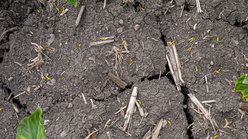 Egyre nagyobb területen van aszály