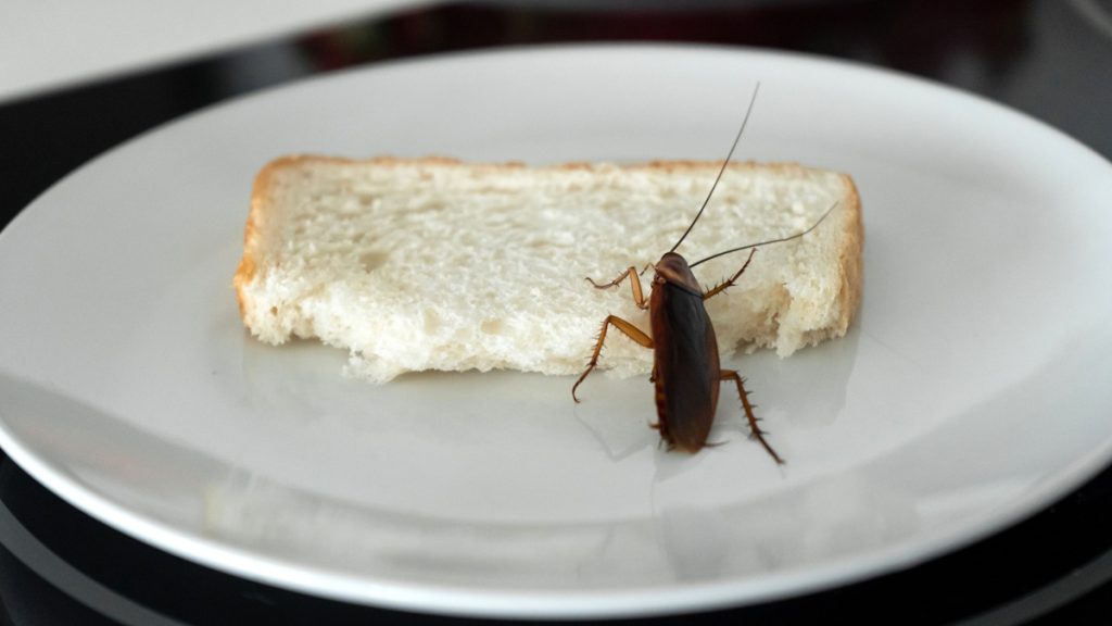 Csótányinvázió miatt lett rémálom az álomnyaralásból