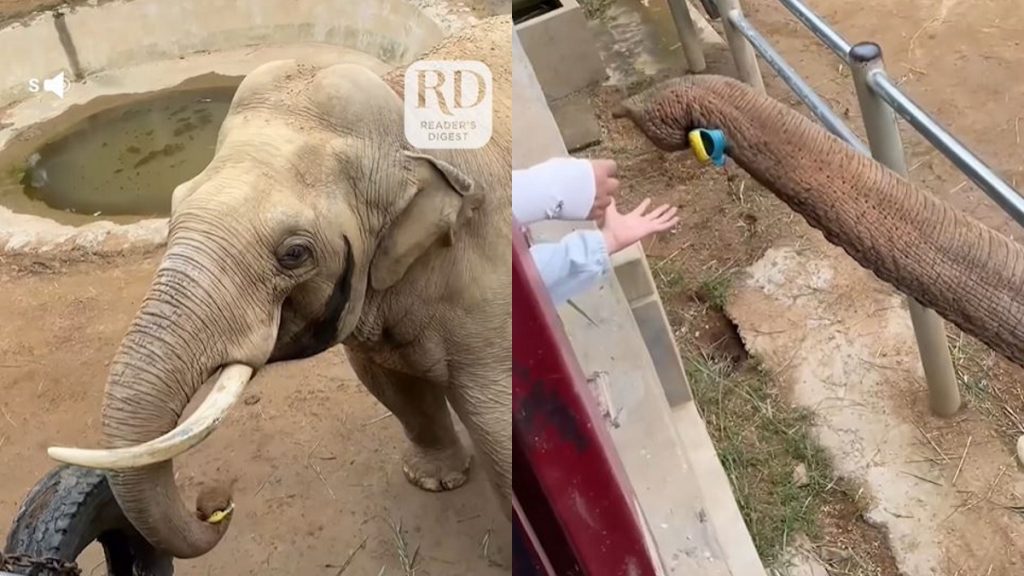 Videón, ahogy az elefánt visszaadja egy kisfiúnak a cipőjét