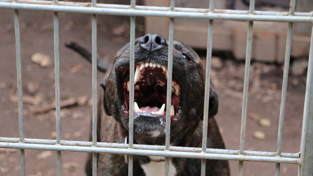 Pitbull támadt egy kétéves kislányra Rajkán, életveszélyes sérüléseket szenvedett