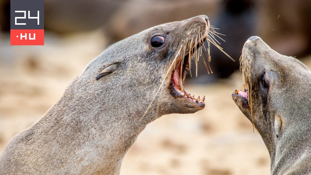Veszett fókák támadnak a dél-afrikai strandolókra
