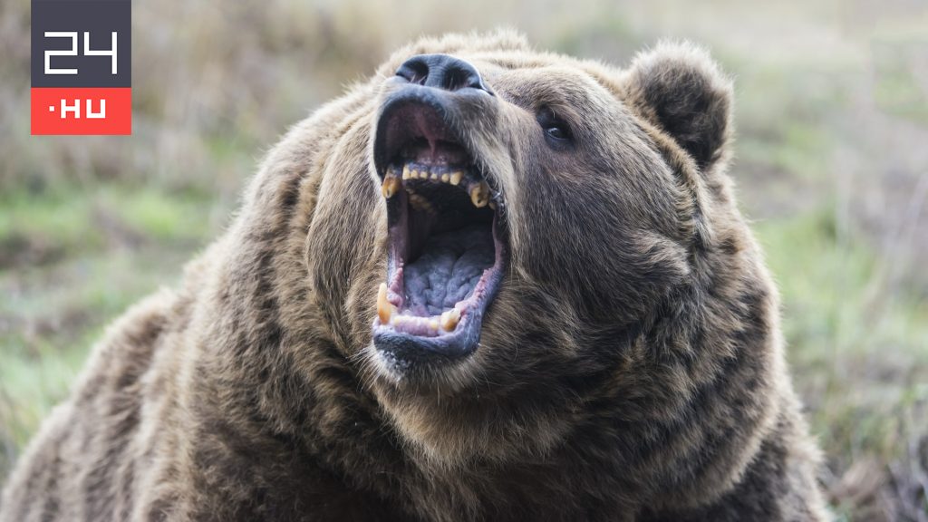 Megölte a rátámadó grizzlyt az idős férfi