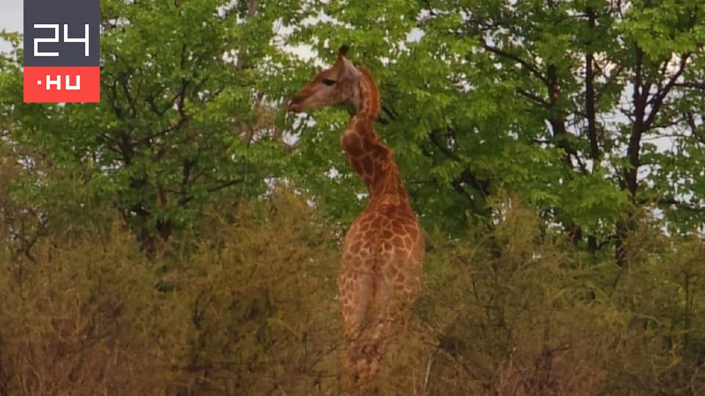 Cikcakkos nyakú zsiráfot fotóztak