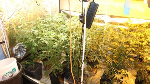 Húsüzem pincéjében termesztette a kannabiszt egy szegedi férfi