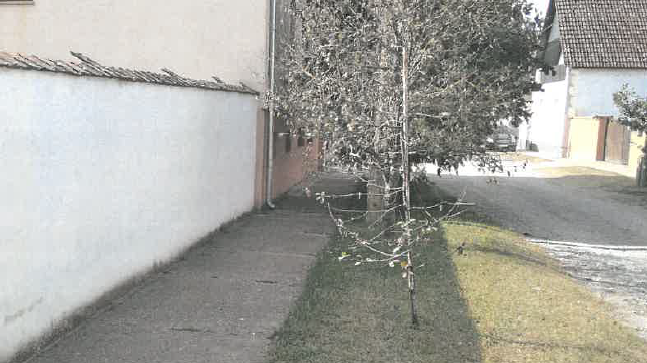 Elítélték a házaspárt, mert nem hívtak segítséget a súlyosan sérült nőhöz, akit a kutyájuk megtámadott