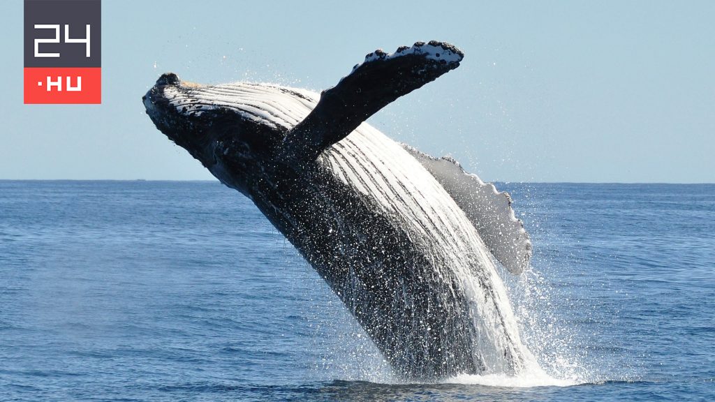 Videó: felborította a hajót a rávetődő bálna