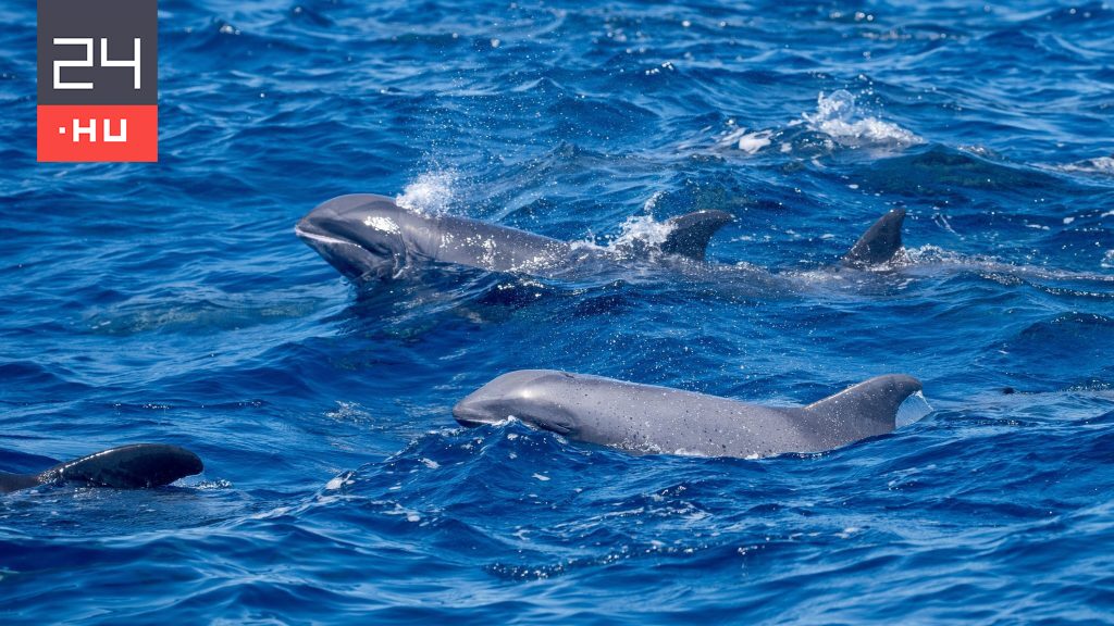 Több száz delfin vette körbe a férfi csónakját