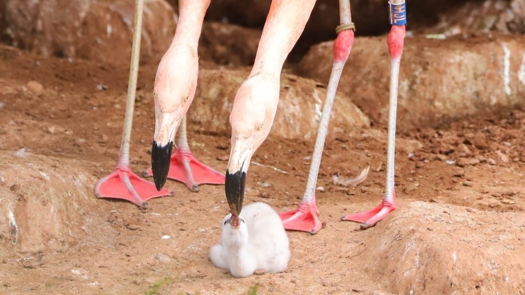 Fiókát nevel egy azonos nemű flamingópár