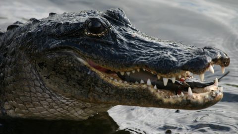 A Nagy-tavaknál bukkant fel egy aligátor