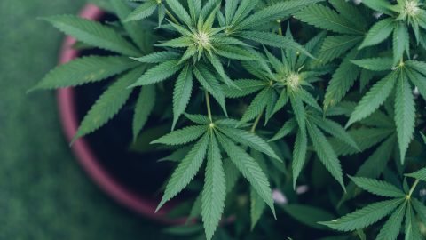 Lassíthatja az öregedést a kannabisz