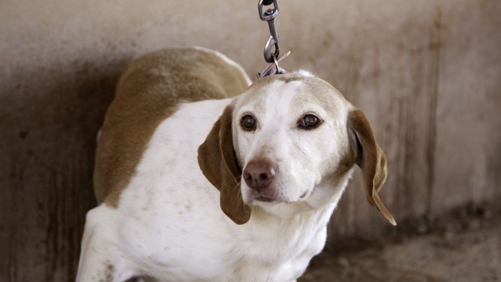 Kínozta, és éheztette az örökbefogadott kutyáját egy férfi