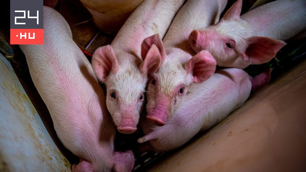 A worker fell into a container full of pigs and died in Szákszend