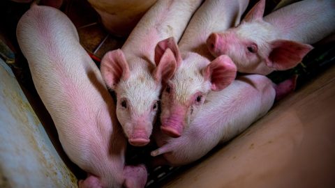 Disznóürülékkel teli tárolóba esett és meghalt egy munkás Szákszenden