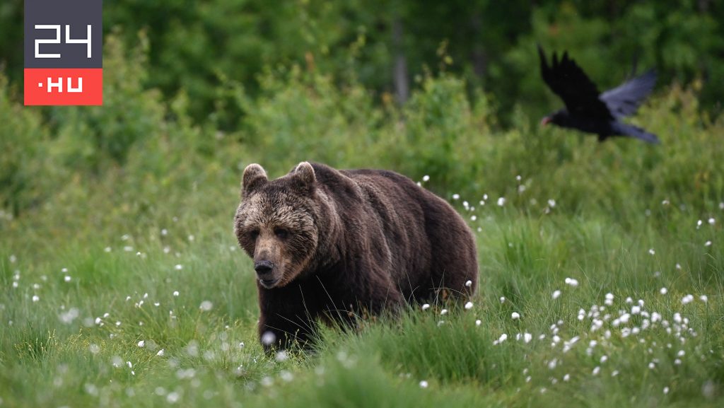 Bear attacks two people in Brasso County