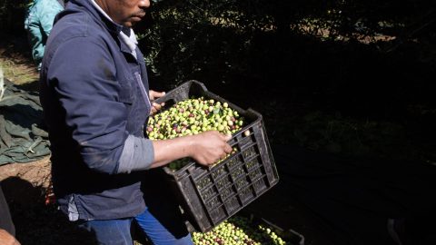 Kilőtt az olívabogyó ára: tonnaszámra lopják a bűnszervezetek Spanyolországban