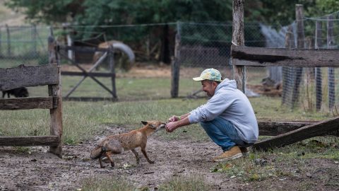 Megölik az anyát, hazaviszik a kölyökrókát, és a kotorékebet addig csibészeltetik rá, amíg nem mozdul többé