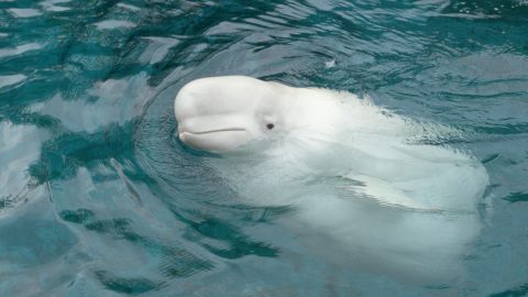 Elpusztult a híres orosz kémdelfin