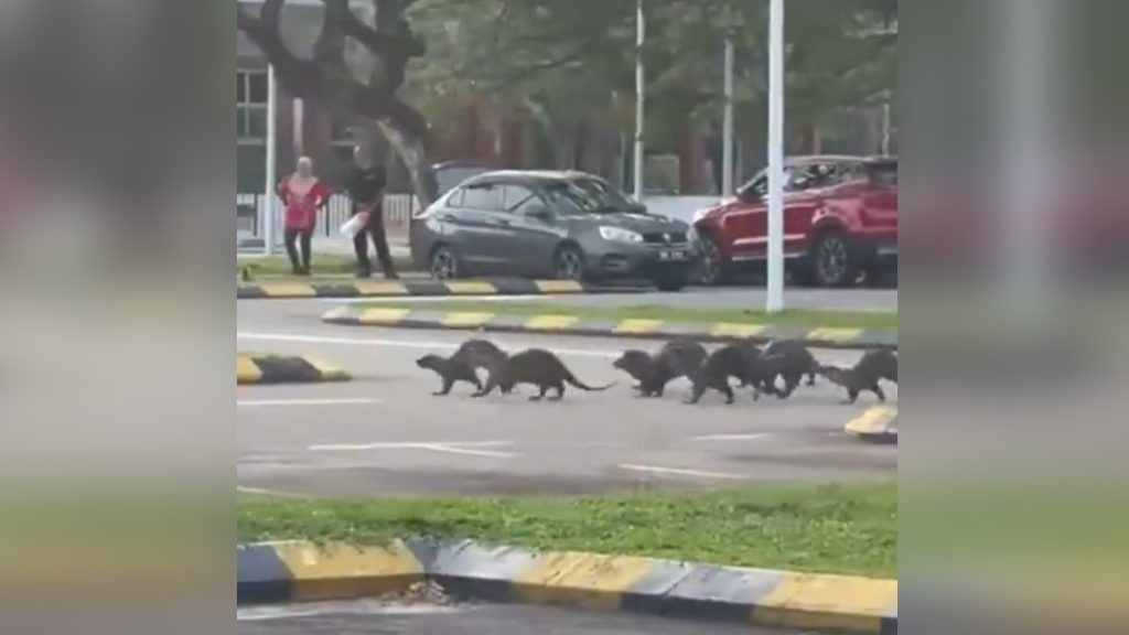 Kórházba szállítottak egy nőt, akire egy csapat vidra támadt Malajziában