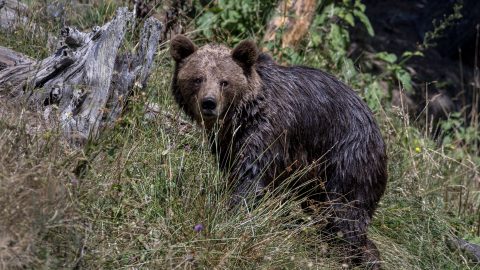 Áttévedt egy medve a szlovák határon Bajótnál, a hatalmas mancsnyomára is rábukkantak