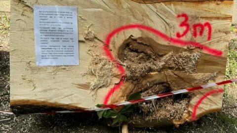 Lincshangulat várta a Főkert munkatársait a fakivágás miatt Bardóczi Sándor szerint