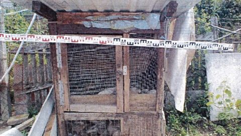 Kedvet kapott a galambtenyésztéshez, felkapott egy hatalmas zsákot és lenyúlt 68 madarat