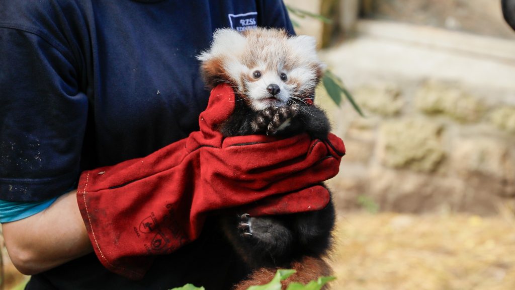 Tűzijáték okozta a bébi vörös panda halálát