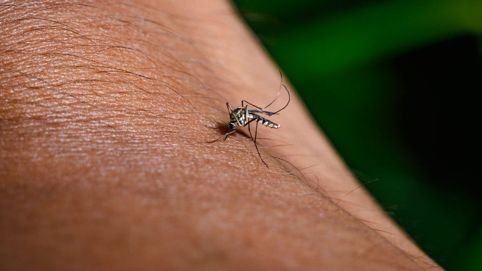 Nyugat-nílusi láz: Németországban négyszeresére nőtt az esetek száma tavaly óta