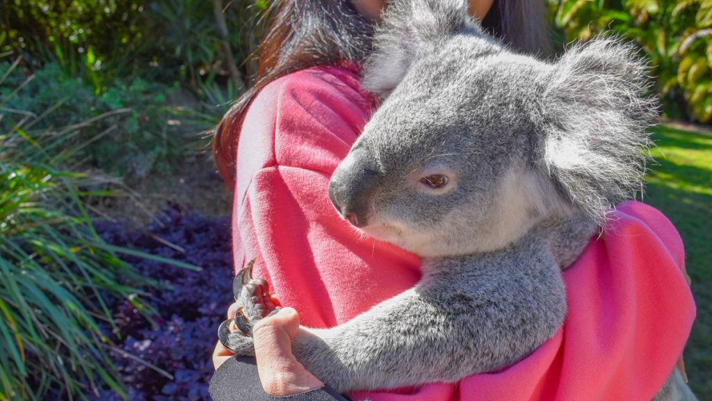 Koala várta a hálószobában az ausztrál párt