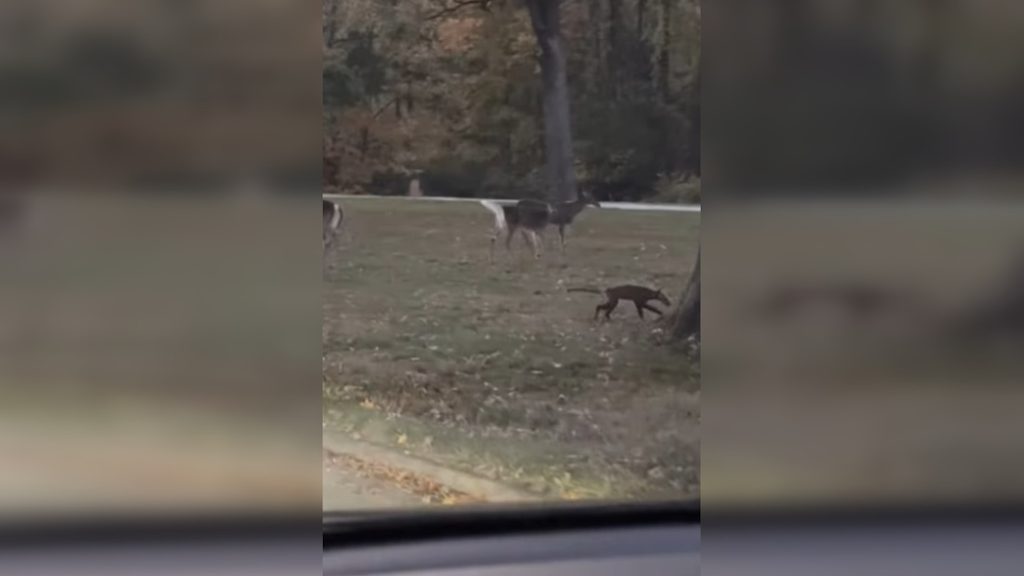 Egészen különös állatot vettek videóra egy nyugat-virginiai parkban