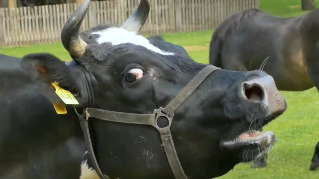 A világon elsőként büfiadót kell fizetni a tehenek után Dániában