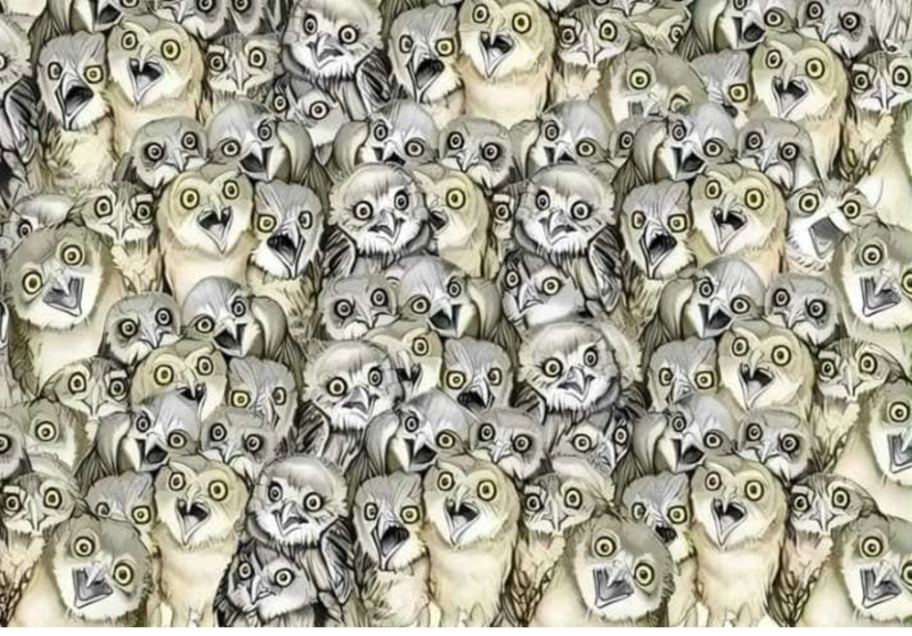 Éles a látása, ha 9 másodperc alatt megtalálja a macskát a baglyok között