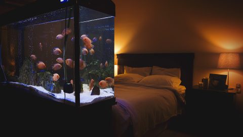 Ezzel a tárggyal tilos egy szobában aludni a feng shui szerint