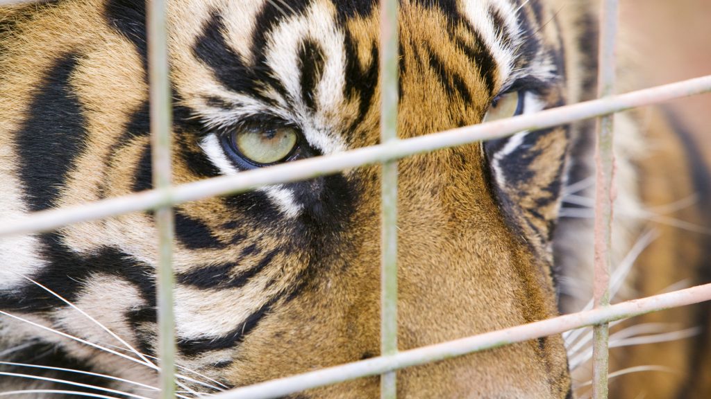 Tigris tépett szét egy gondozót egy román állatkertben