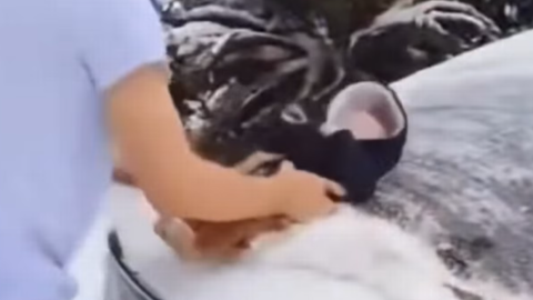 Fogta a három hónapos babáját, majd letakarította vele a havat az autója szélvédőjéről