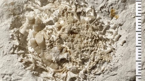 66 millió éves, megkövesedett hányást találtak