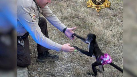 Tütüs pókmajmot mentettek az amerikai rendőrök