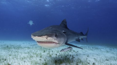 Súlyosan megsérült egy nő, aki testközelből akart lefotózni egy cápát