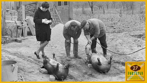 Bencseky Mátyás két élete – egy kutatóintézeti fotográfus és a Kádár-korszak tűrt és tiltott kulturális szcénája