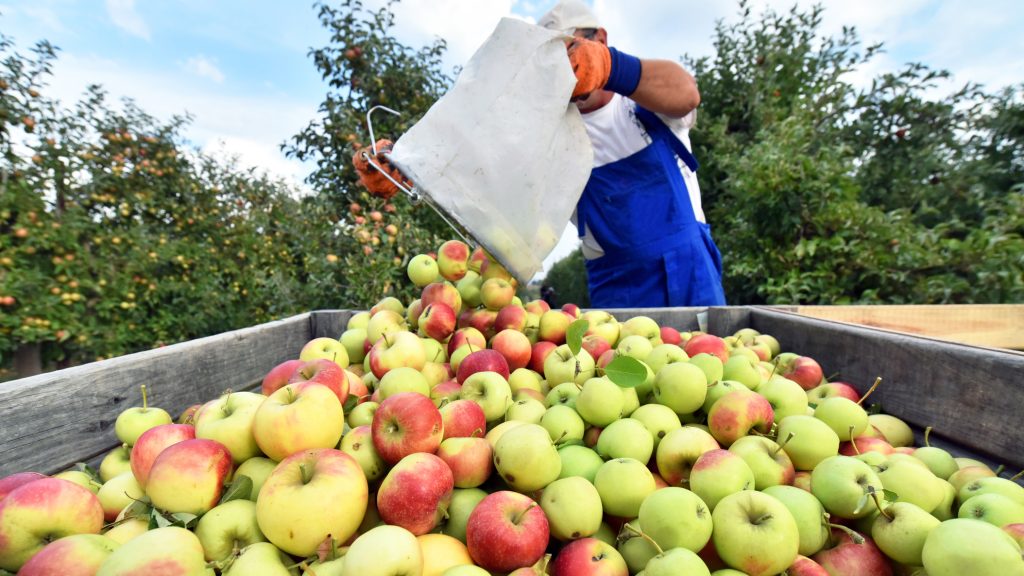 Kiakadtak a gazdálkodók, átírhatja a kormány az alkalmi munka szabályait