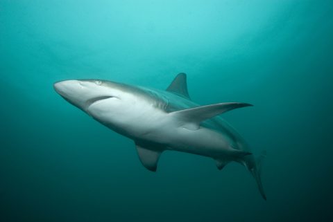 Rekordméretű hím fehér cápát jelölt meg az OCEARCH Florida partjainál Rekordméretű hím fehér cápát jelölt meg az OCEARCH Florida partjainál