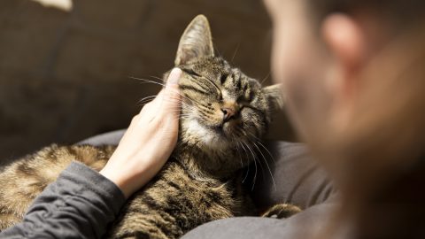 Ilyen még nem volt: ember fertőzött macskát H5N1-gyel