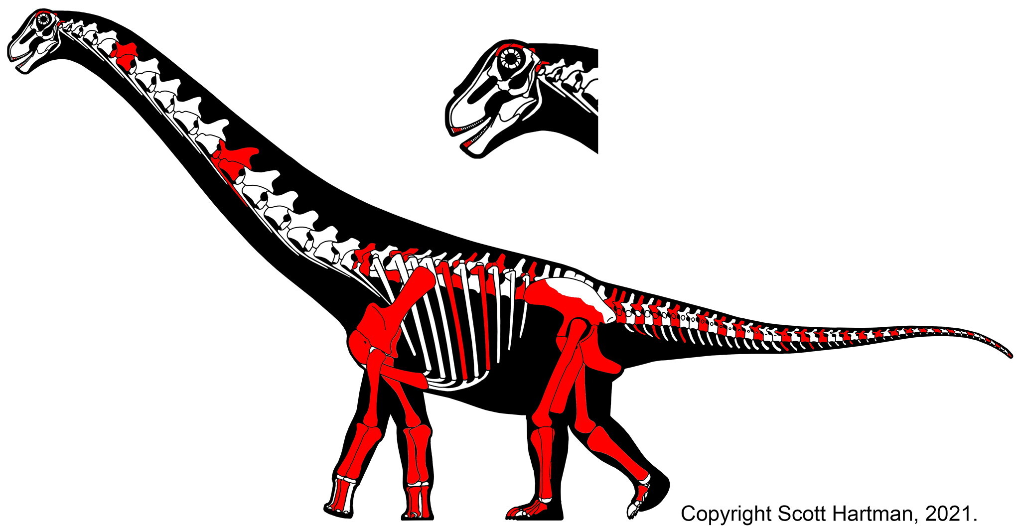 Új erdélyi dinoszauruszokat fedeztek fel 1