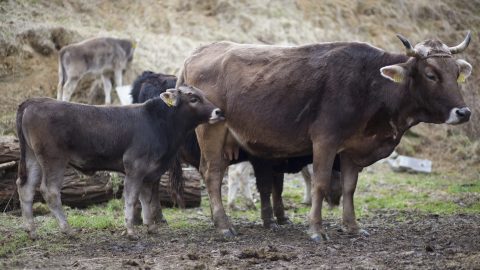 4 milliárd forintos elvonás miatt nem lesz elég pénz a hatósági állatorvosokra, miközben éppen állategészségügyi krízis zajlik