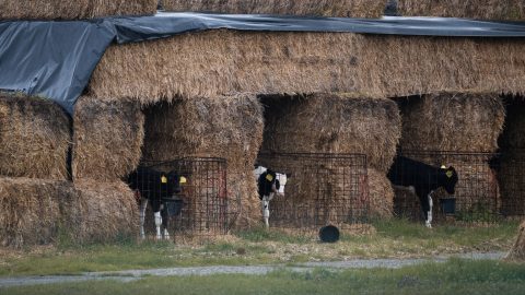 Állami segítséget kapnak a ragadós száj- és körömfájás betegséggel sújtott gazdálkodók