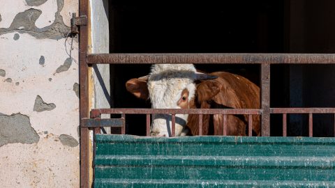 Szakértő: A száj- és körömfájással fertőzött állatok leölését az is indokolja, hogy a fájdalmuk nem csökkenthető