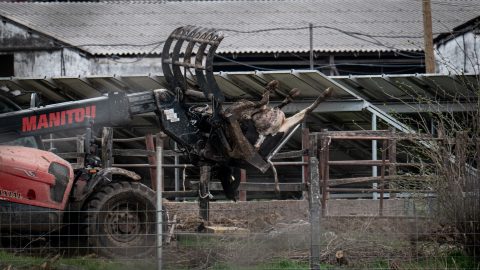 Dolgozói felét elbocsátja az agrárgazdaság, ahol kirobbant a ragadós száj- és körömfájásjárvány