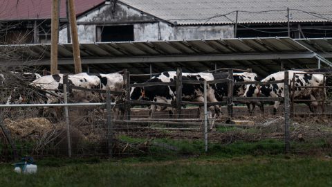 Száj- és körömfájás: ilyen módszerrel ölik le az állatokat