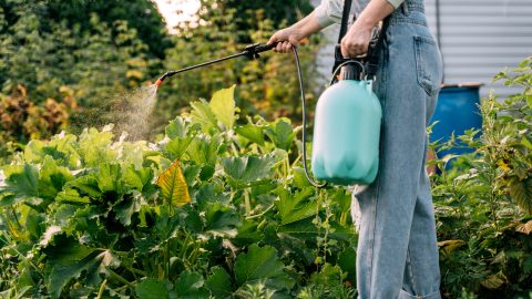 Metszés, permetezés, vetés: ezek a kötelező kerti feladatok márciusban